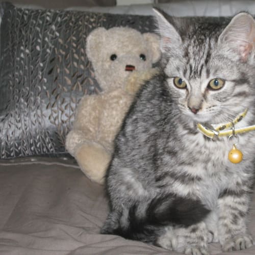 No photo for Harley(adoption Pending 3 7 2011)