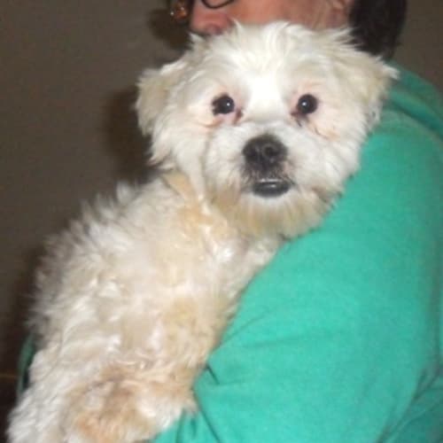 Maisey