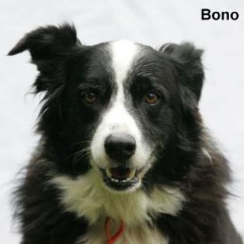 No photo for Bono