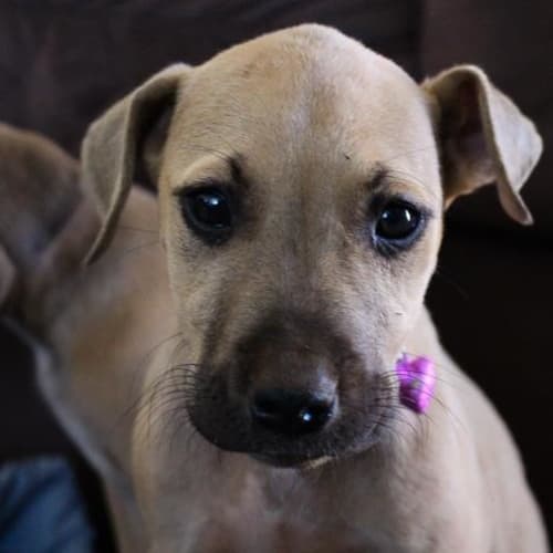 Lena