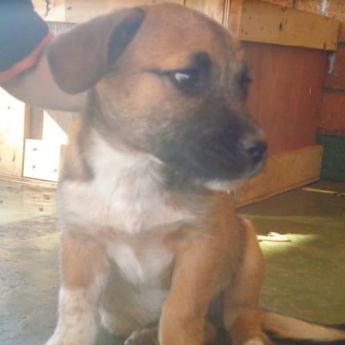 No photo for Tobi(td052)*Adopted*