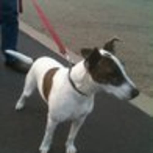 Boston Av197 *Adoption Pending*