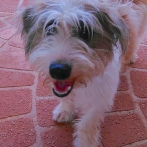 O'Malley (D3545)