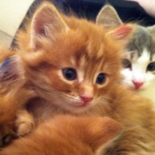 Harper - Pre-Adopted!