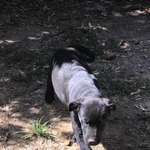 Male Puppy