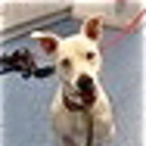 No photo for Pound Puppy Needs Foster Care This Weekend