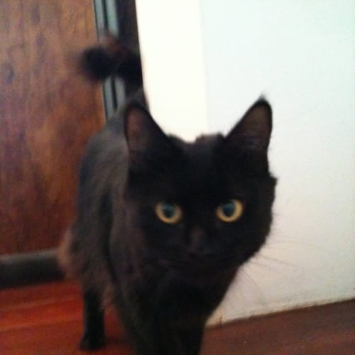 No photo for Mischa, Beautiful Mama Cat