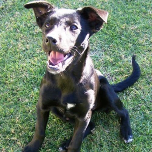 Jemma  Adopted