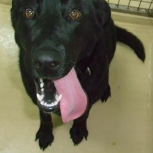 A8149 - Bella