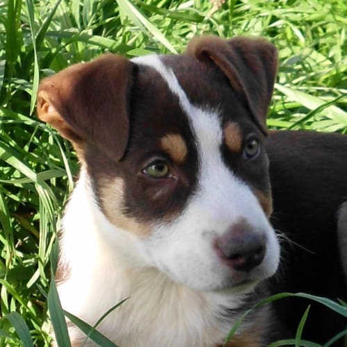 Adoption Pending  Chester