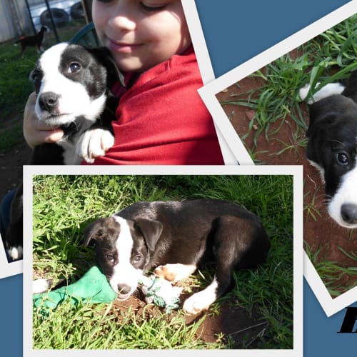 Adoption Pending Bronte