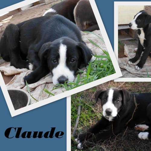 Adoption Pending - Claude
