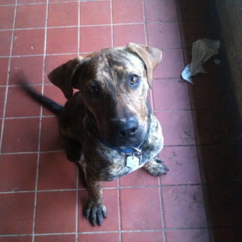 No photo for Pip And Rufus  Foster Or Adopt Deadline 25th Sept