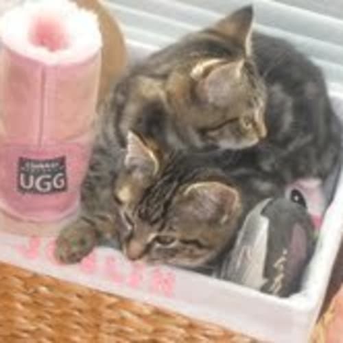 No photo for Kittens X 4