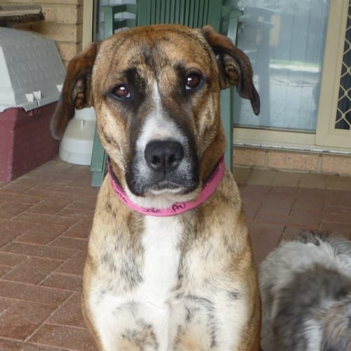No photo for Stella Av236. *Adoption Pending*