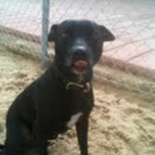 Brandy-Adoption Pending