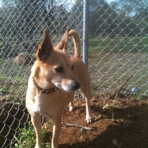 Gypsy *Adoption Pending*