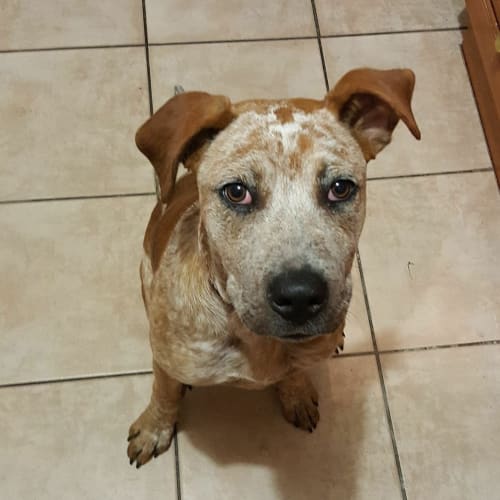 Mowgli **Adopted**
