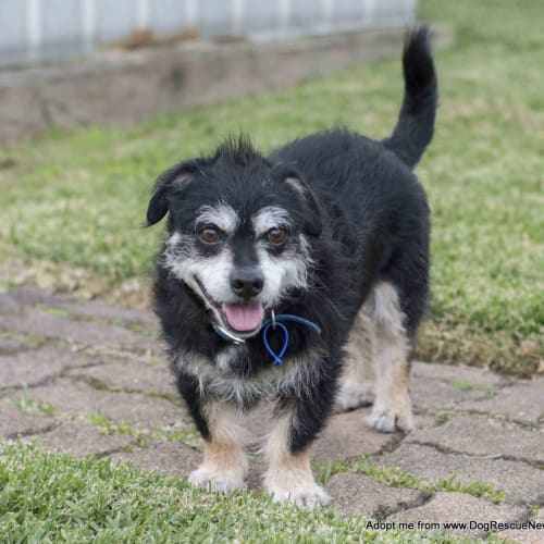 Rascal ~ border terrier, senior (On Trial 17/9/17)
