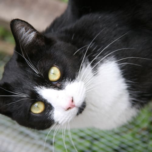 Tux