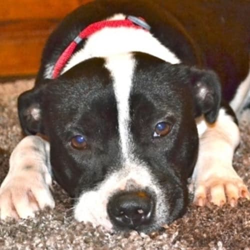 No photo for Lima(d1906)*Adopted*