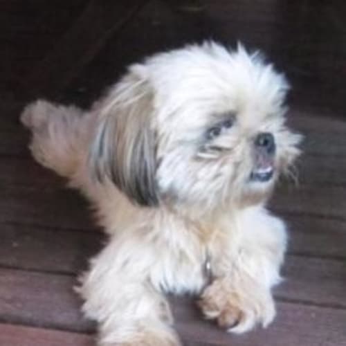 No photo for Vanilla(d1907)*Adopted*