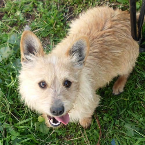 Adoption Pending Tez