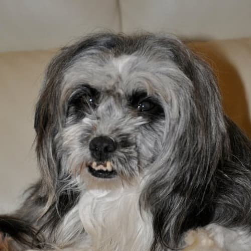 Maggie May