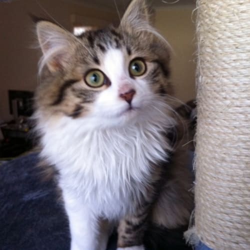 Alice Snuffleupagus - On Trial in Her New Home!