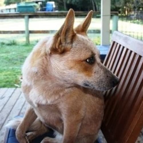 Wanda (On Trial)