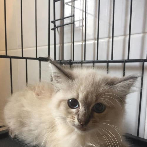 Bowie