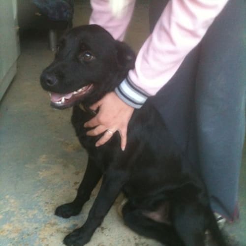 Timmy **Adoption Pending**
