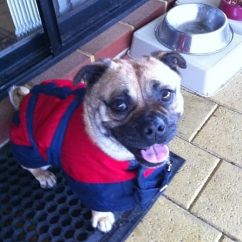 Otis *Adoption Pending*