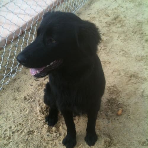 Chief ** Adoption Pending**