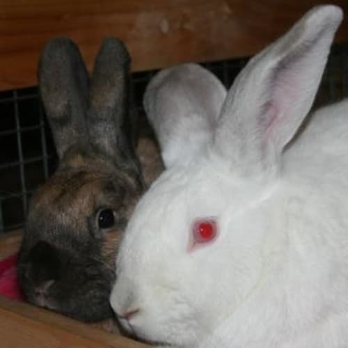 Duke and Molly