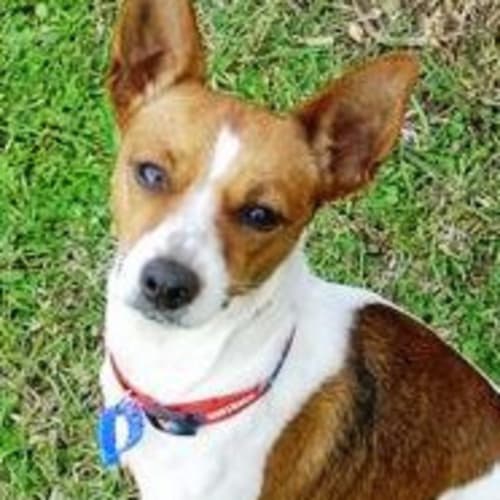 No photo for Cinnamon (On Trial)