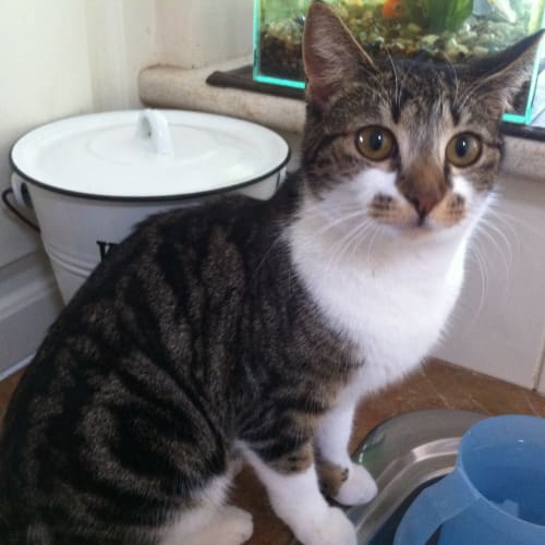 No photo for Spice **Adoption Pending**