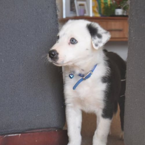 No photo for Statik *Adoption Pending*