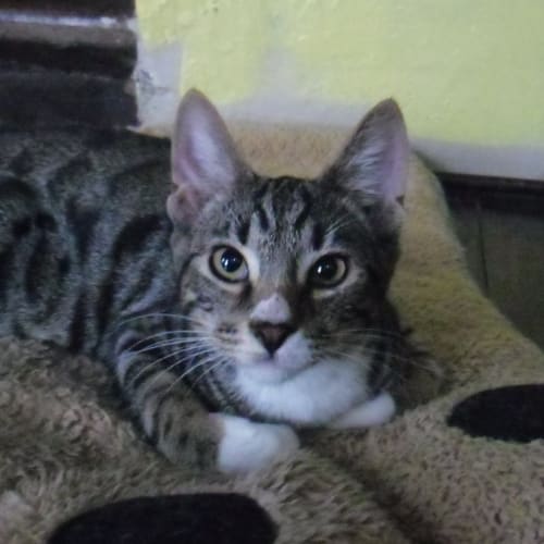 No photo for Cactapus