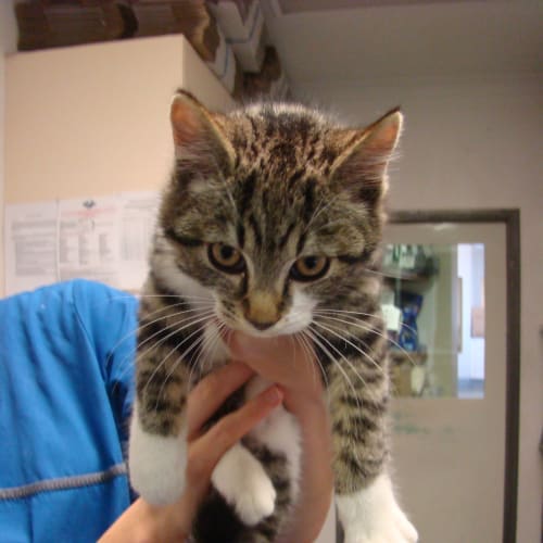 No photo for Jagger   Rehomed