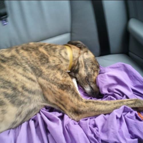 No photo for Kiss Me Kate