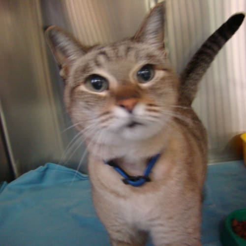 No photo for Vegemite