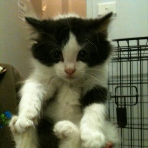 No photo for Topdeck (Adopt Today)