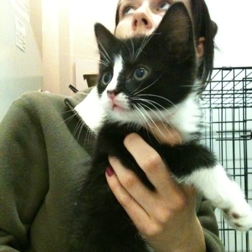 No photo for Optimus (Deposit Taken)