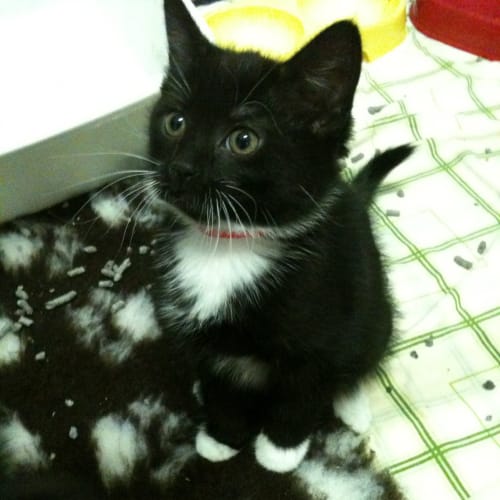 No photo for Mittens (Deposit Taken)