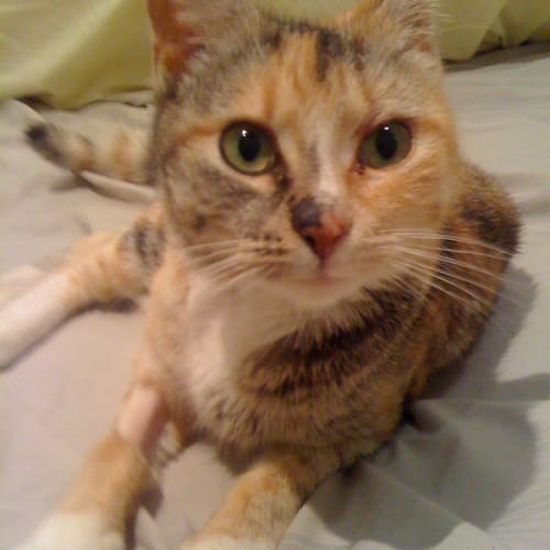 No photo for Sofia (Paid In Full)