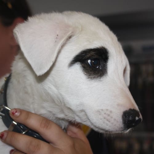 No photo for Sampson