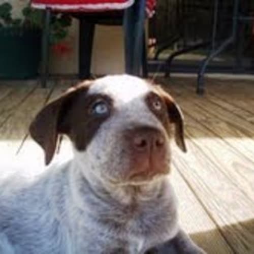 No photo for Sherlock   Adoption Pending