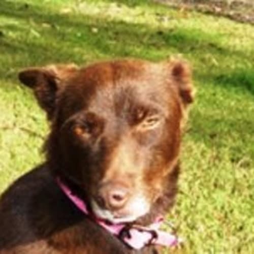 No photo for Lucy   Adoption Pending