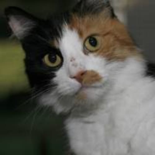 No photo for Brittany